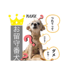 イッヌ君の日常（個別スタンプ：25）