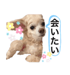 イッヌ君の日常（個別スタンプ：31）