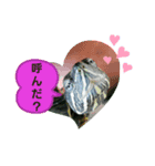 ミドリガメのきっちゃん  パート5（個別スタンプ：1）
