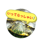 ミドリガメのきっちゃん  パート4（個別スタンプ：1）