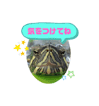 ミドリガメのきっちゃん  パート4（個別スタンプ：2）