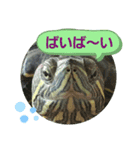 ミドリガメのきっちゃん  パート4（個別スタンプ：7）