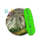 ミドリガメのきっちゃん  パート4（個別スタンプ：8）