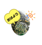 ミドリガメのきっちゃん  パート1（個別スタンプ：1）