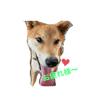 柴犬リュウちゃん増量（個別スタンプ：2）