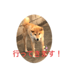 柴犬リュウちゃん増量（個別スタンプ：4）