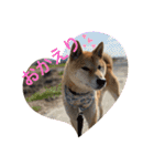 柴犬リュウちゃん増量（個別スタンプ：5）