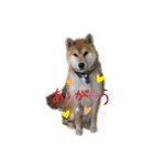 柴犬リュウちゃん増量（個別スタンプ：6）