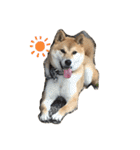 柴犬リュウちゃん増量（個別スタンプ：7）