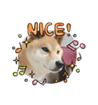 柴犬リュウちゃん増量（個別スタンプ：8）
