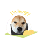 柴犬リュウちゃん増量（個別スタンプ：9）