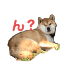 柴犬リュウちゃん増量（個別スタンプ：10）