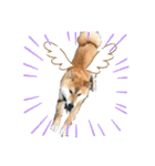 柴犬リュウちゃん増量（個別スタンプ：11）