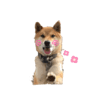 柴犬リュウちゃん増量（個別スタンプ：13）