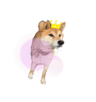 柴犬リュウちゃん増量（個別スタンプ：14）