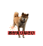 柴犬リュウちゃん増量（個別スタンプ：16）