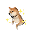 柴犬リュウちゃん増量（個別スタンプ：18）