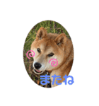 柴犬リュウちゃん増量（個別スタンプ：20）