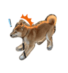 柴犬リュウちゃん増量（個別スタンプ：21）