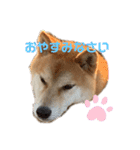 柴犬リュウちゃん増量（個別スタンプ：23）