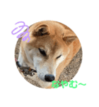 柴犬リュウちゃん増量（個別スタンプ：24）