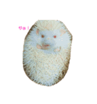 もちぺんシスターズ（個別スタンプ：1）