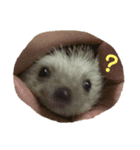 もちぺんシスターズ（個別スタンプ：8）