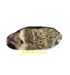もちぺんシスターズ（個別スタンプ：12）