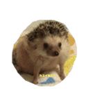 もちぺんシスターズ（個別スタンプ：15）