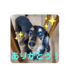 わんわおーん！どるちゃんのスタンプ（個別スタンプ：4）