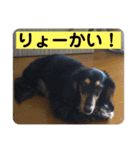 わんわおーん！どるちゃんのスタンプ（個別スタンプ：6）