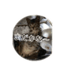 banchan's family（個別スタンプ：27）