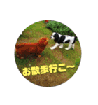 banchan's family（個別スタンプ：29）