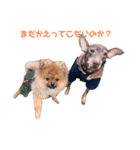 愛犬シンバ＆りゅう（個別スタンプ：1）