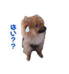 愛犬シンバ＆りゅう（個別スタンプ：2）