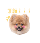 愛犬シンバ＆りゅう（個別スタンプ：3）