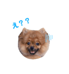 愛犬シンバ＆りゅう（個別スタンプ：4）
