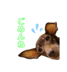 愛犬シンバ＆りゅう（個別スタンプ：5）