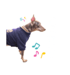 愛犬シンバ＆りゅう（個別スタンプ：7）