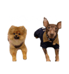 愛犬シンバ＆りゅう（個別スタンプ：8）