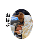 家族 1弾（個別スタンプ：4）