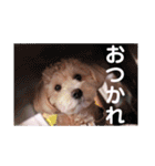 あずあずスタンプ3（個別スタンプ：23）