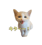 風太が喋るスタンプ（個別スタンプ：1）