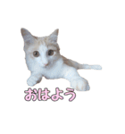 風太が喋るスタンプ（個別スタンプ：2）