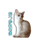風太が喋るスタンプ（個別スタンプ：3）