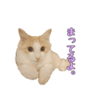 風太が喋るスタンプ（個別スタンプ：5）