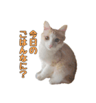 風太が喋るスタンプ（個別スタンプ：6）