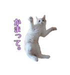 風太が喋るスタンプ（個別スタンプ：7）