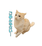 風太が喋るスタンプ（個別スタンプ：8）