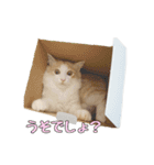 風太が喋るスタンプ（個別スタンプ：10）